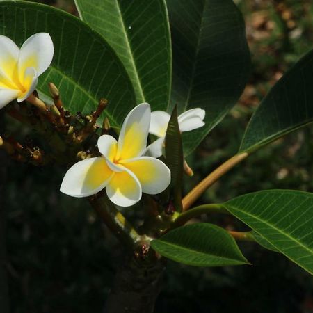 Gite Des Acacias Union Vale ภายนอก รูปภาพ